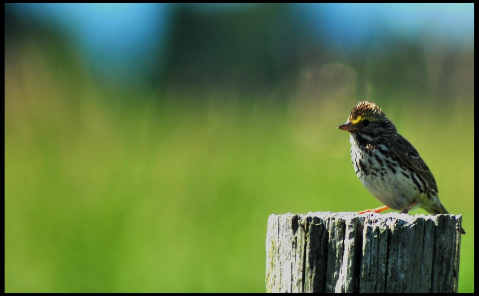 Savannah Sparrow