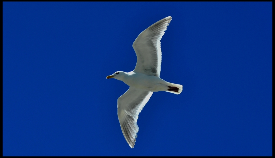 Seagull