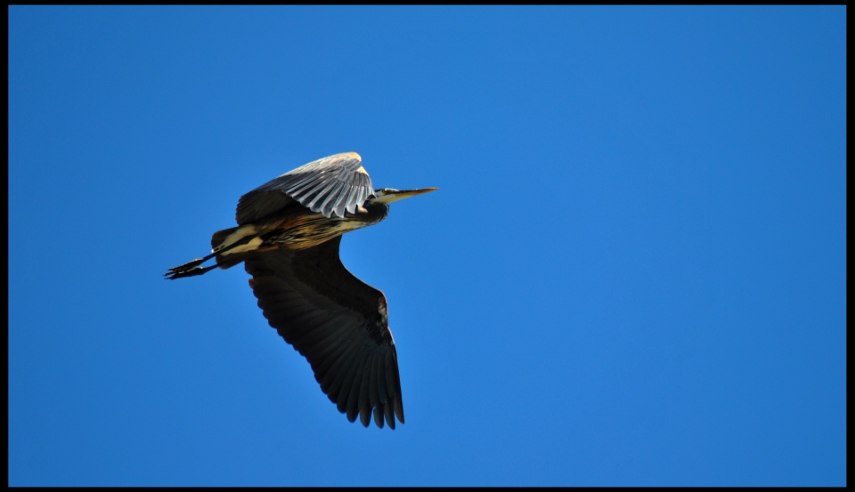 Heron