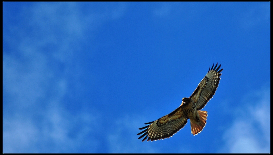 Hawk