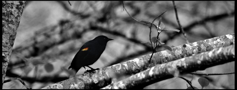 Red-winged Blackbird