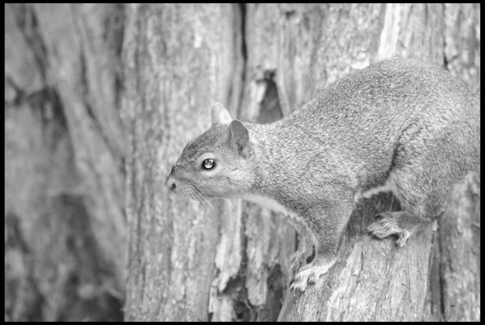 Grey Squirrel