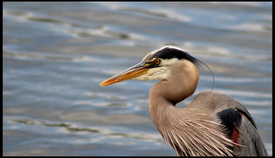 Heron