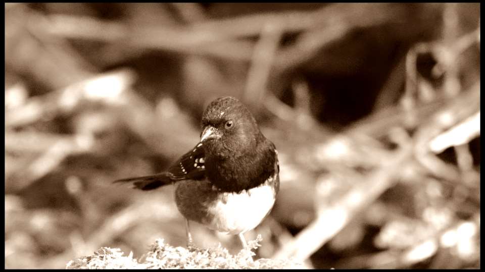 Towhee