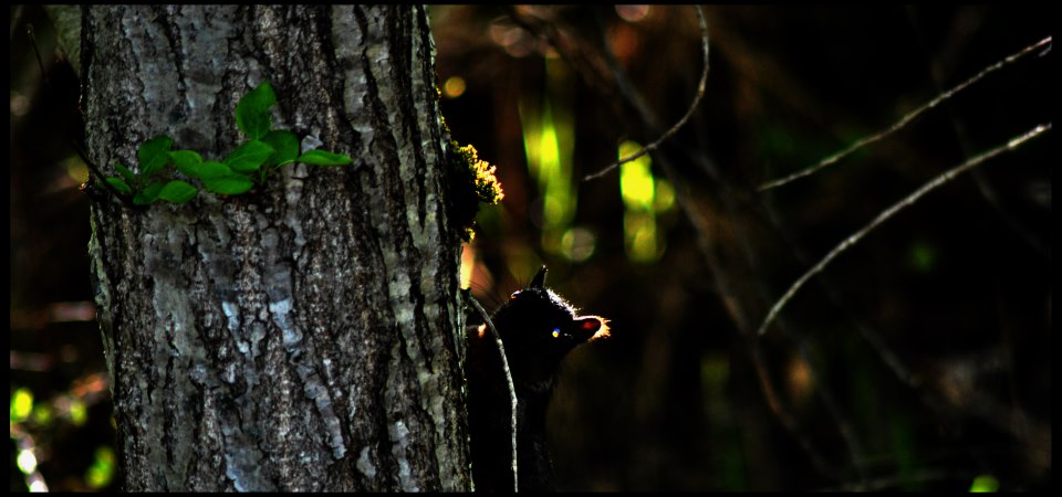 Black Squirrel